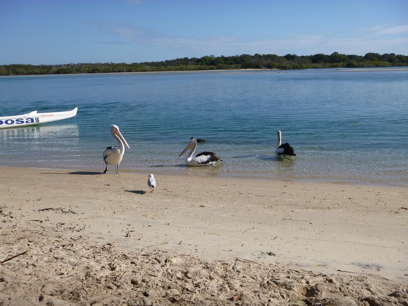 Die Pelikane gehören hier an jeden Strand