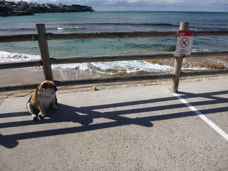 No Way for dogs on Bondi Beach