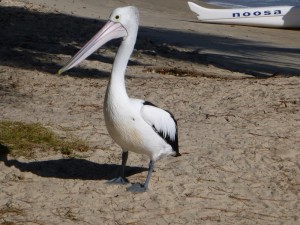 Der Pelikan macht auch in Noosa Urlaub...