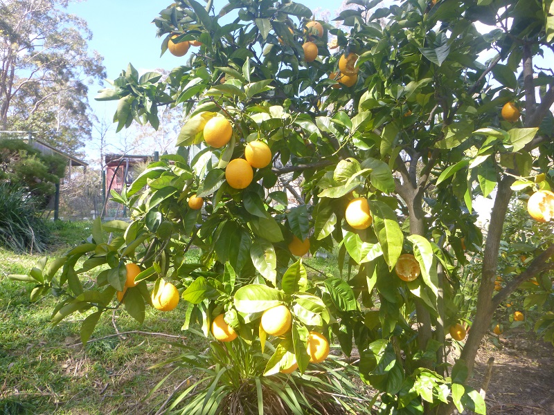 Die Zitronen haben auch in Hazelbrook das ganze Jahr Saisi
