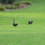 Black Swan im Park Western Springs