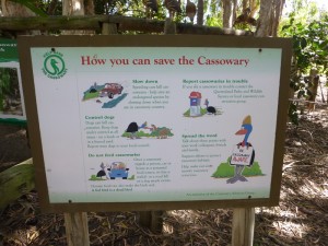 Cassowary - der Helmkasuar - vor ihm ist gewarnt