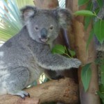 Koala die Schlafmütze Australiens