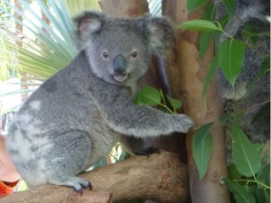 Koala die Schlafmütze Australiens