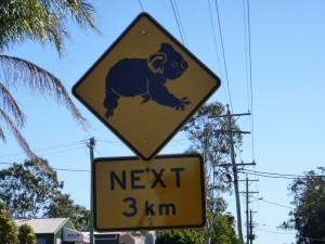 Koalas haben hier Vorfahrt