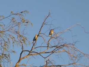 Kookaburra - the Killerbird