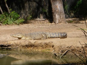 Queensland das Land der Krokodile