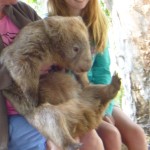 der Wombat