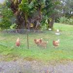 die 4 Hühner die nur 2 Eier täglich legen