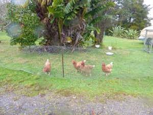 die 4 Hühner die nur 2 Eier täglich legen
