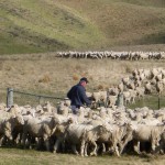 Sheep acounting