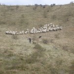 Follow the sheeps
