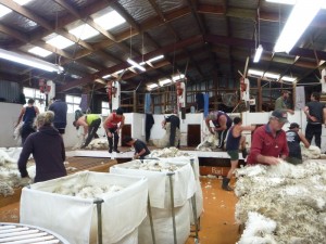 busytime in shearing