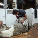 final shearing - the rams