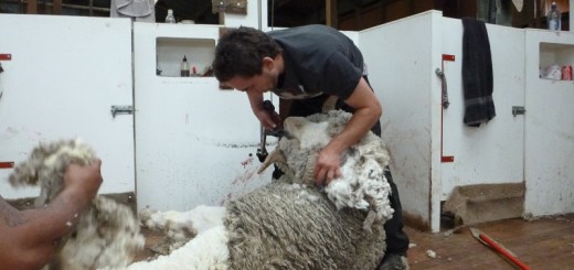 final shearing - the rams