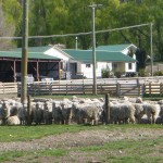 the first mob is ready for shearing